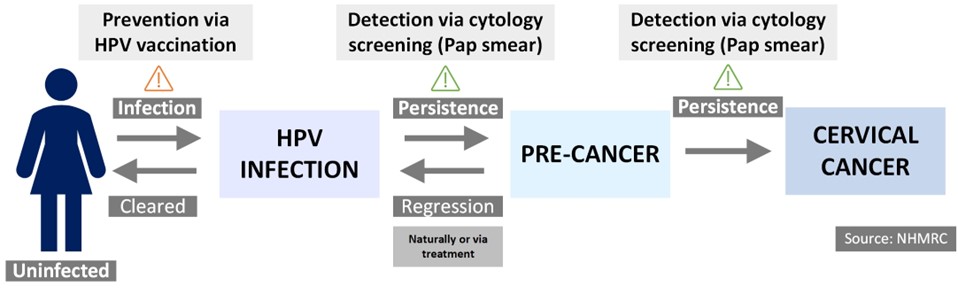Figure 1: HPV progression to cervical cancer