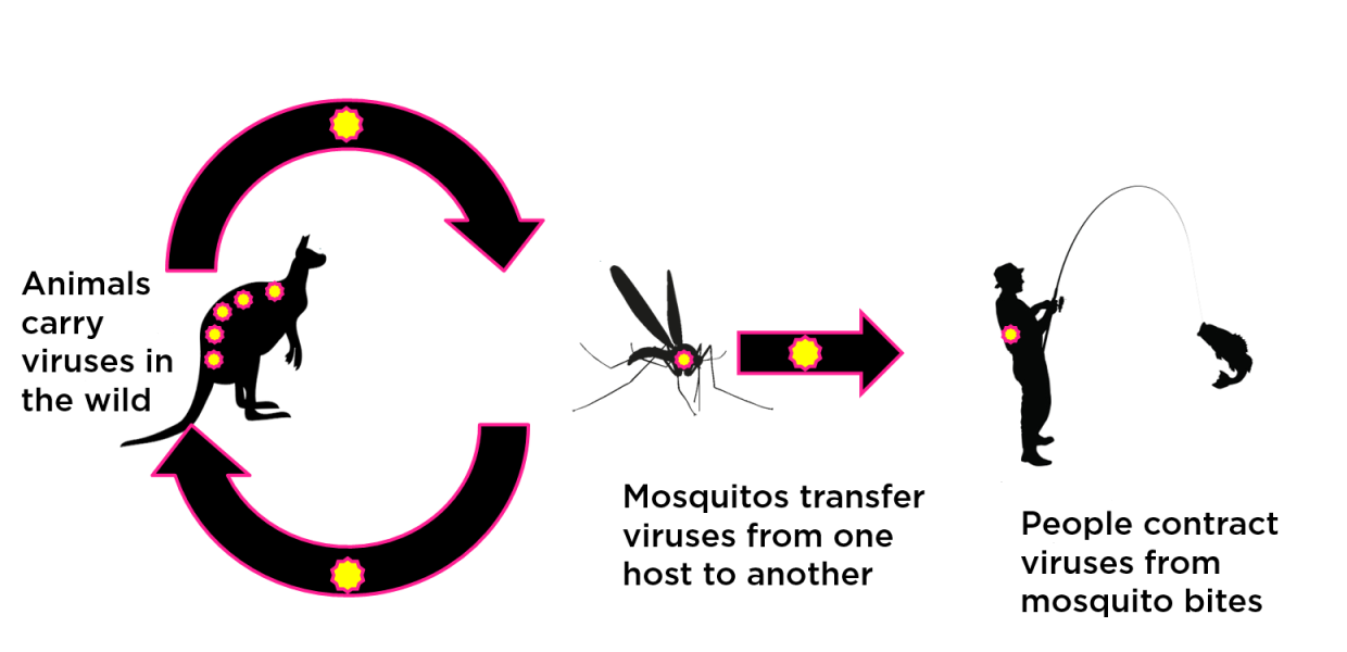 Arbovirus transmission cycle 