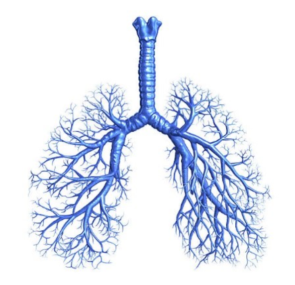 Image of Bronchi tubes