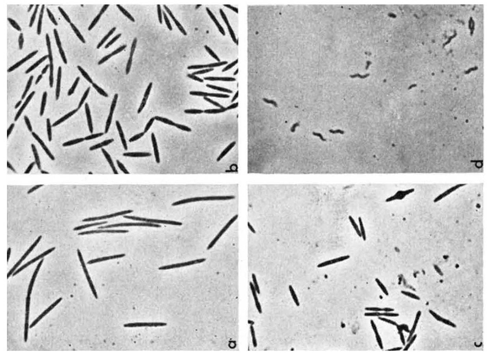 Light-microscope images of mouse digestive-system bacteria