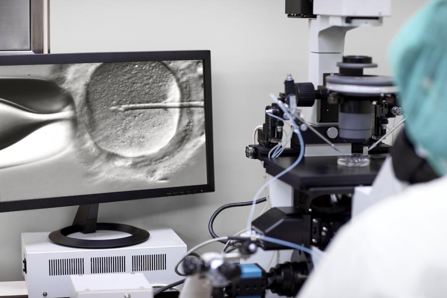 Researcher conducting intracytoplasmic sperm injection (fertilisation of an egg as part of IVF) Researcher conducting intracytoplasmic sperm injection (fertilisation of an egg as part of IVF)