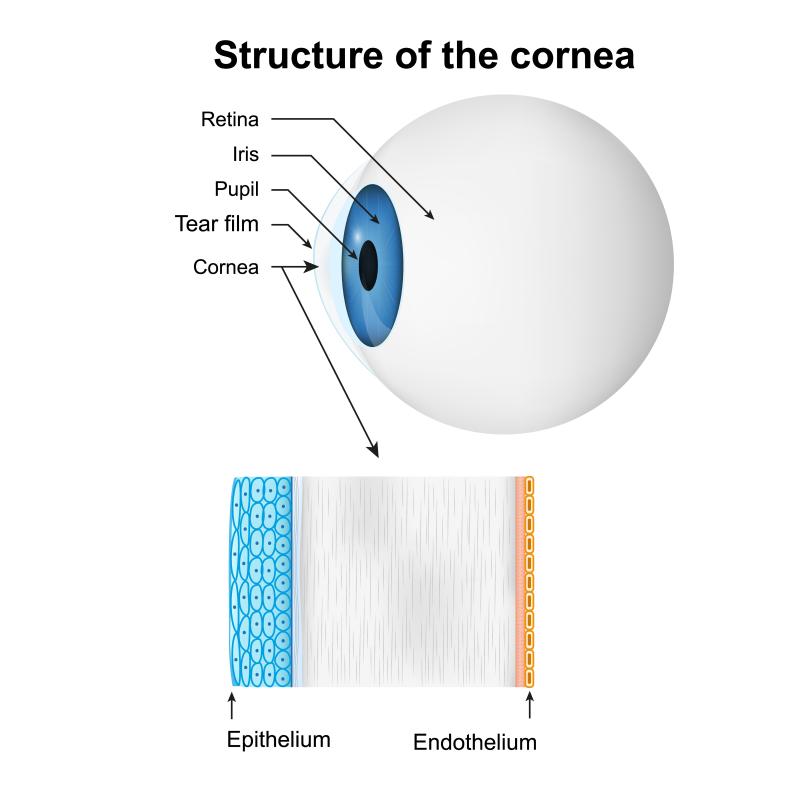 Diagram of the eye showing the cornea and its layers, including the epithelium and endothelium