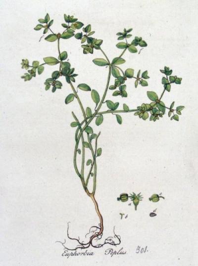 illustration of Euphorbia peplus
