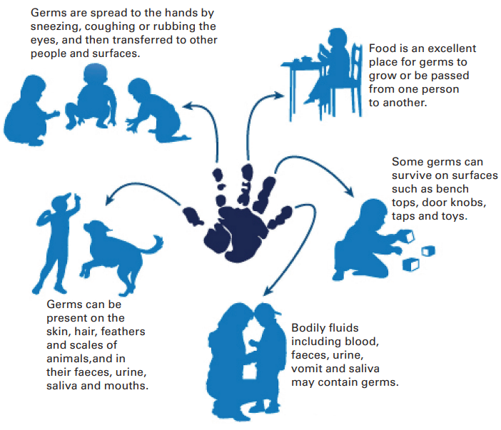 The role of hands in germ distribution