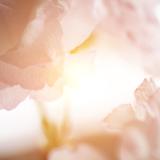 Sunlight passing through rose petals