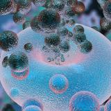Image of Cells