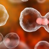 Abstract cell image