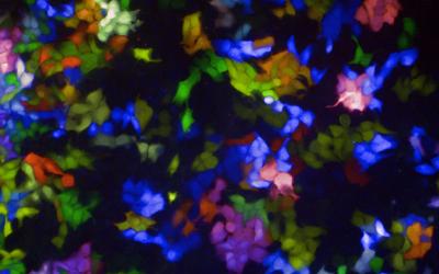 Image of optically barcoded colorectal cancer cells by Prof Fred Hollande