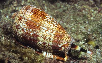 A Cone Snail on sand in the ocean