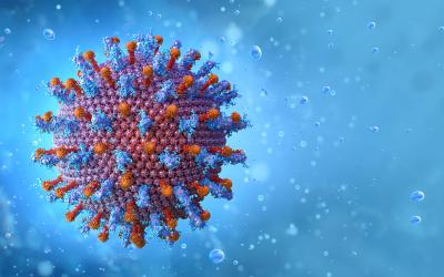 Hepatitis B cell