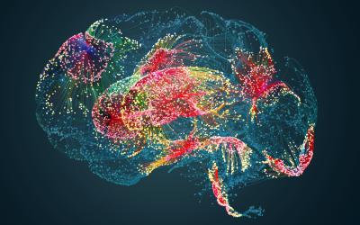 Illustration of human brain.