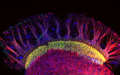 Science to Art - winner