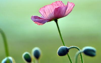 Single poppy flower growing above flower buds