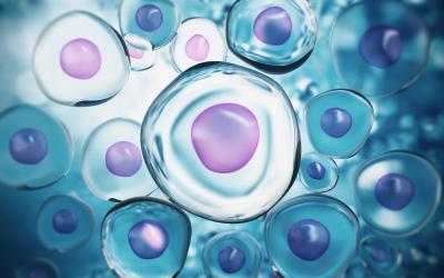 Cells under microscope